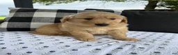 Golden Retriever dogs for sale: Victor - Ad 15