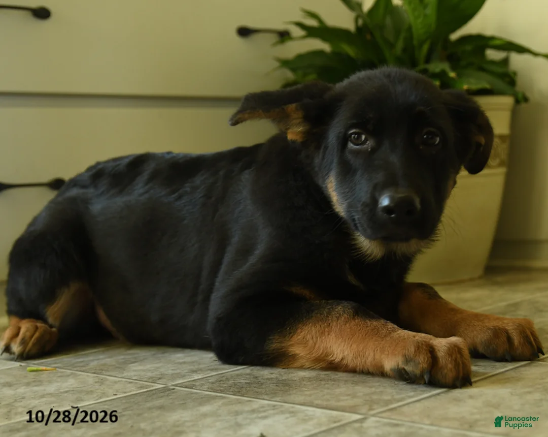 German Shepherd dogs for sale: Rogue - Ad 3