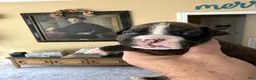 Boxer dogs for sale: Nova - Ad 2
