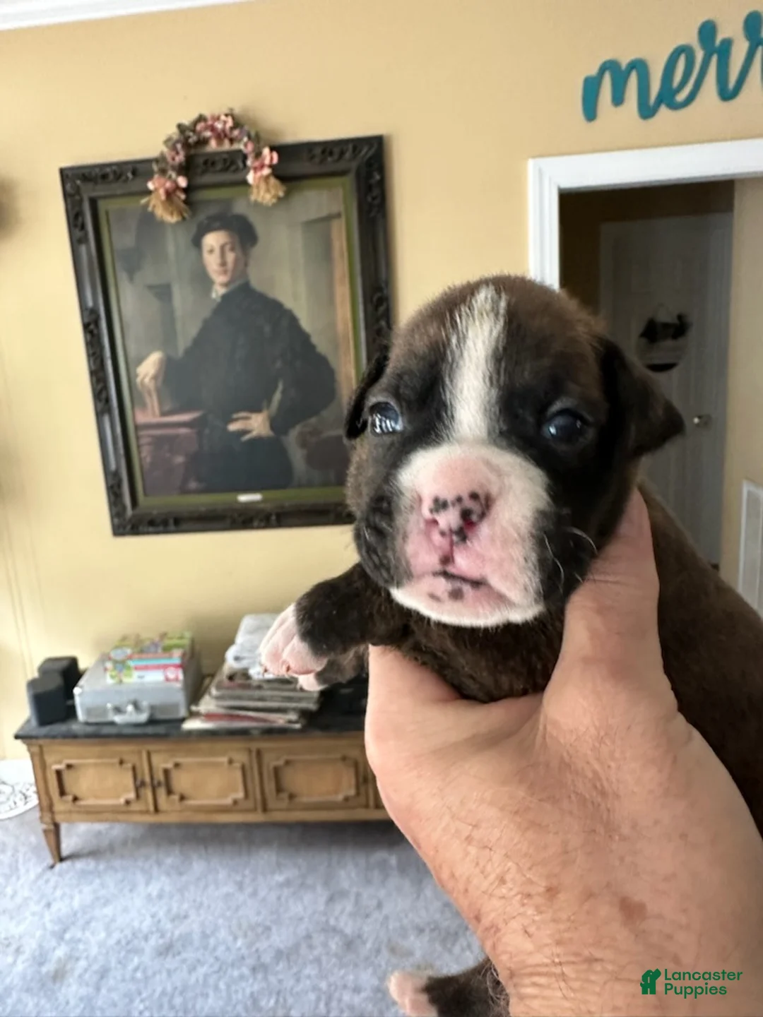 Boxer dogs for sale: Nova - Ad 2
