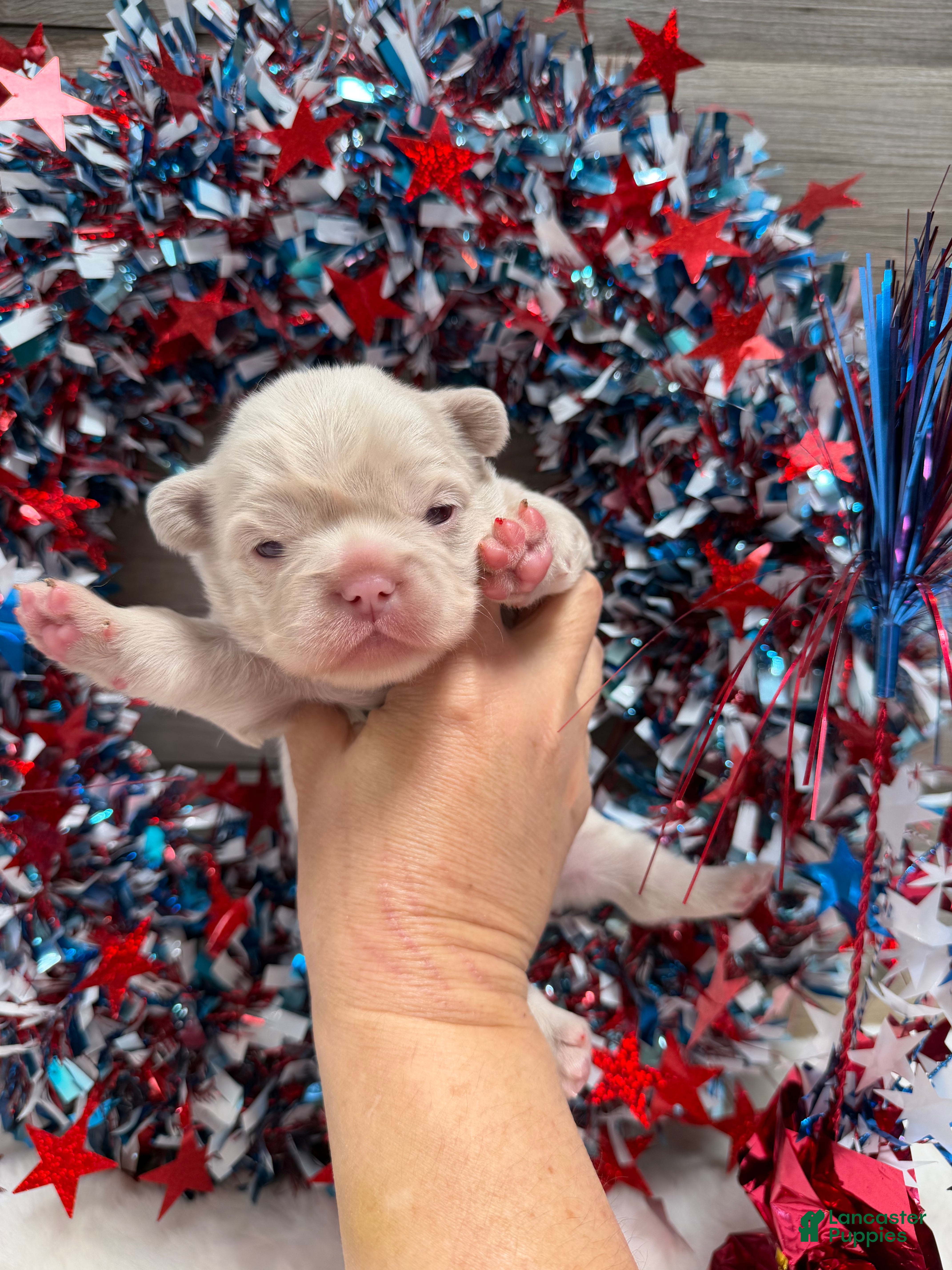 French Bulldog dogs Daisy - Ad 2