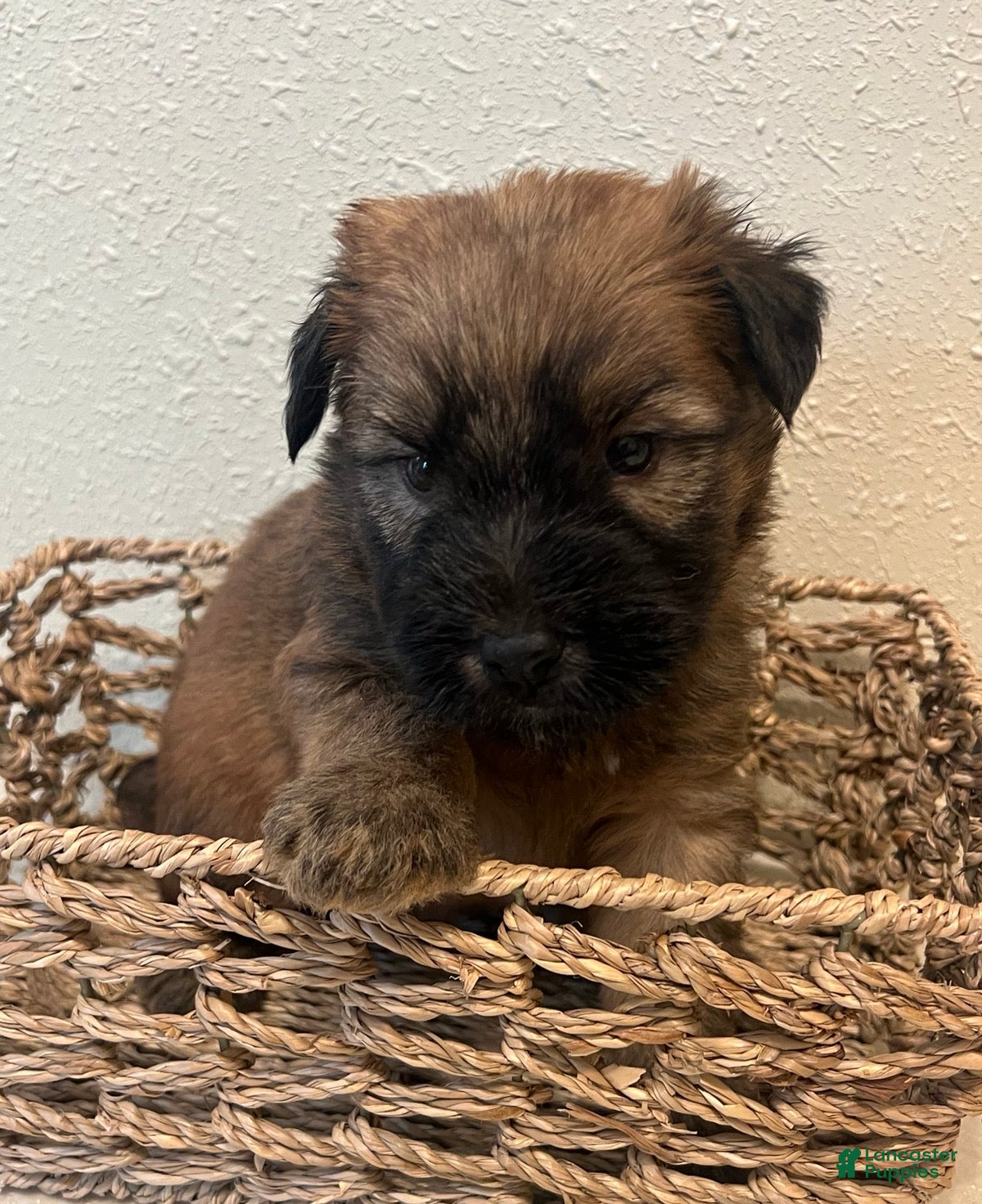 Soft Coated Wheaten Terrier dogs Lincoln - Ad 2