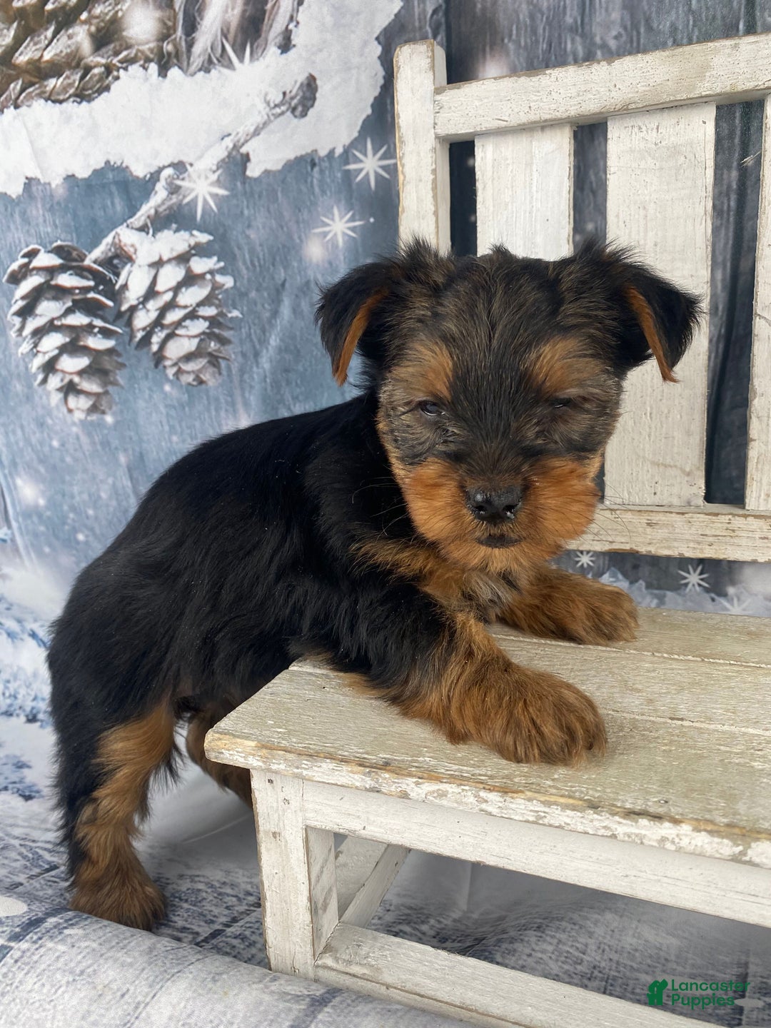 Yorkshire Terrier dogs for sale: Kylie - Ad 5