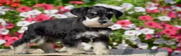Miniature Schnauzer dogs for sale: Aubrey - Mini - Ad 4