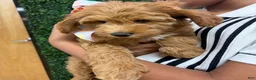 Mini Goldendoodle dogs for sale: Mini Goldendoodle 1 - Ad 3