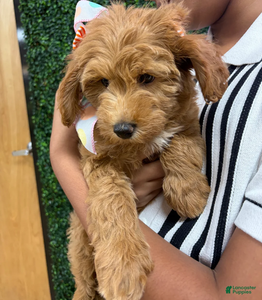 Mini Goldendoodle dogs for sale: Mini Goldendoodle 1 - Ad 3