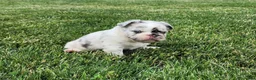 French Bulldog dogs for sale: Josie - Ad 4