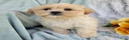 Shihpoo dogs for sale: Marshmallow - Ad 23