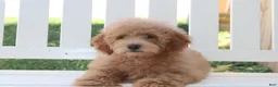 Shihpoo dogs for sale: Milo - Ad 2
