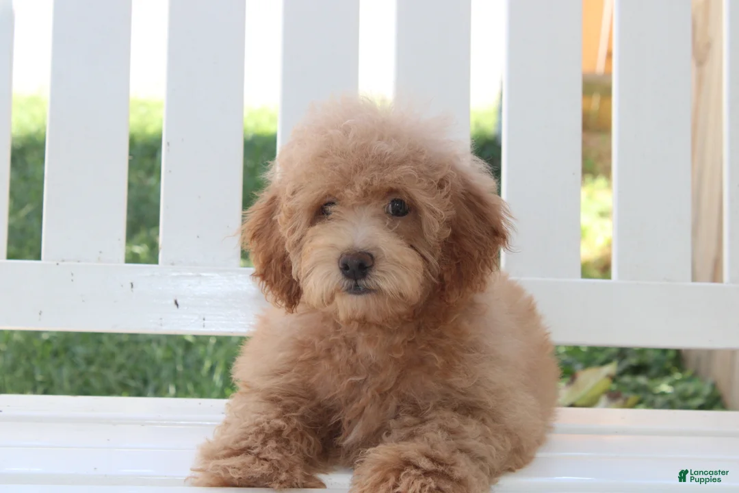 Shihpoo dogs for sale: Milo - Ad 2