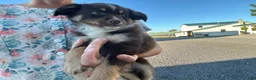 Miniature Australian Shepherd dogs for sale: Rusty  - Ad 1