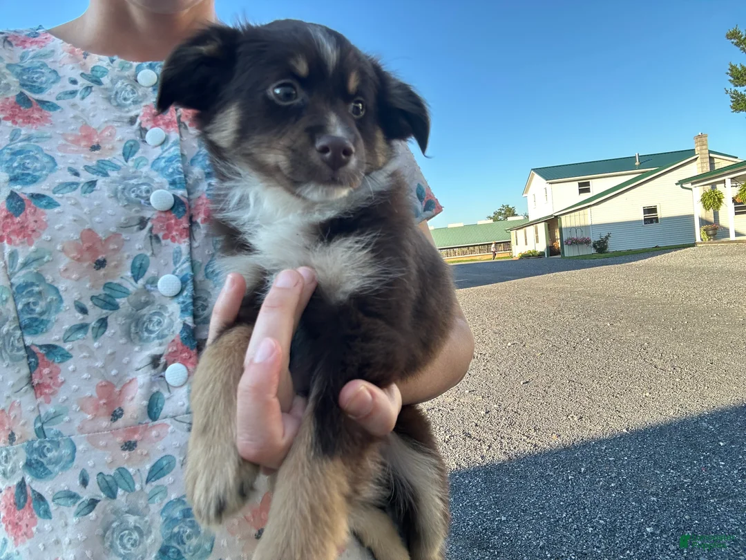 Miniature Australian Shepherd dogs for sale: Rusty  - Ad 1