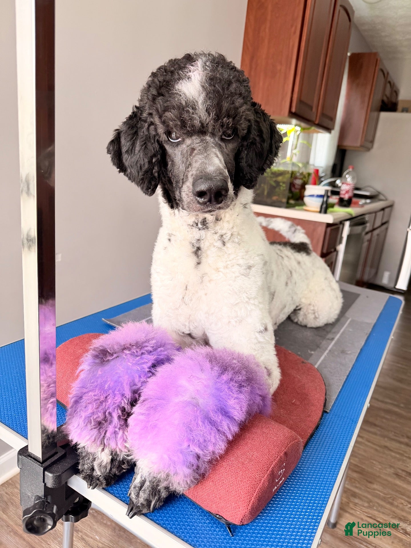 Standard Poodle dogs Standard Poodle 1 - Ad 5