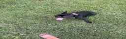 French Bulldog dogs for sale: French Bulldog 9 - Ad 4