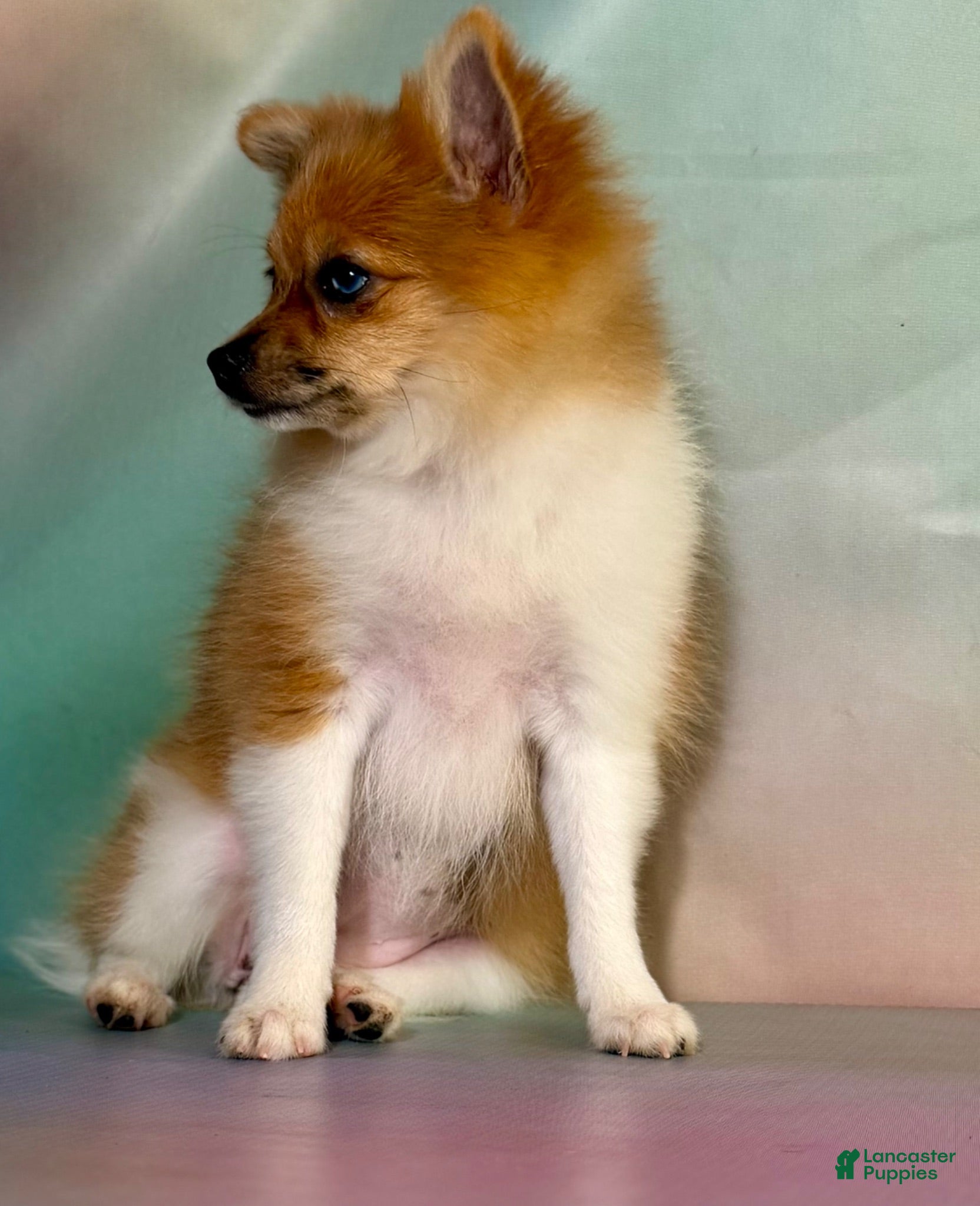 Pomeranian dogs ACA speckles partial blue eye - Ad 2