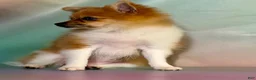 Pomeranian dogs for sale: ACA speckles partial blue eye - Ad 5