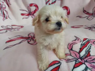 Maltipoo dogs for sale: Otis---Maltipoo, in home raised, non-shedding - Ad 3