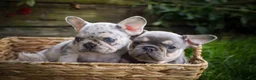 French Bulldog dogs for sale: 🐾 Meet Knox — A Happy Little Frenchie with Plenty of Love to Give! 🐾 - Ad 27