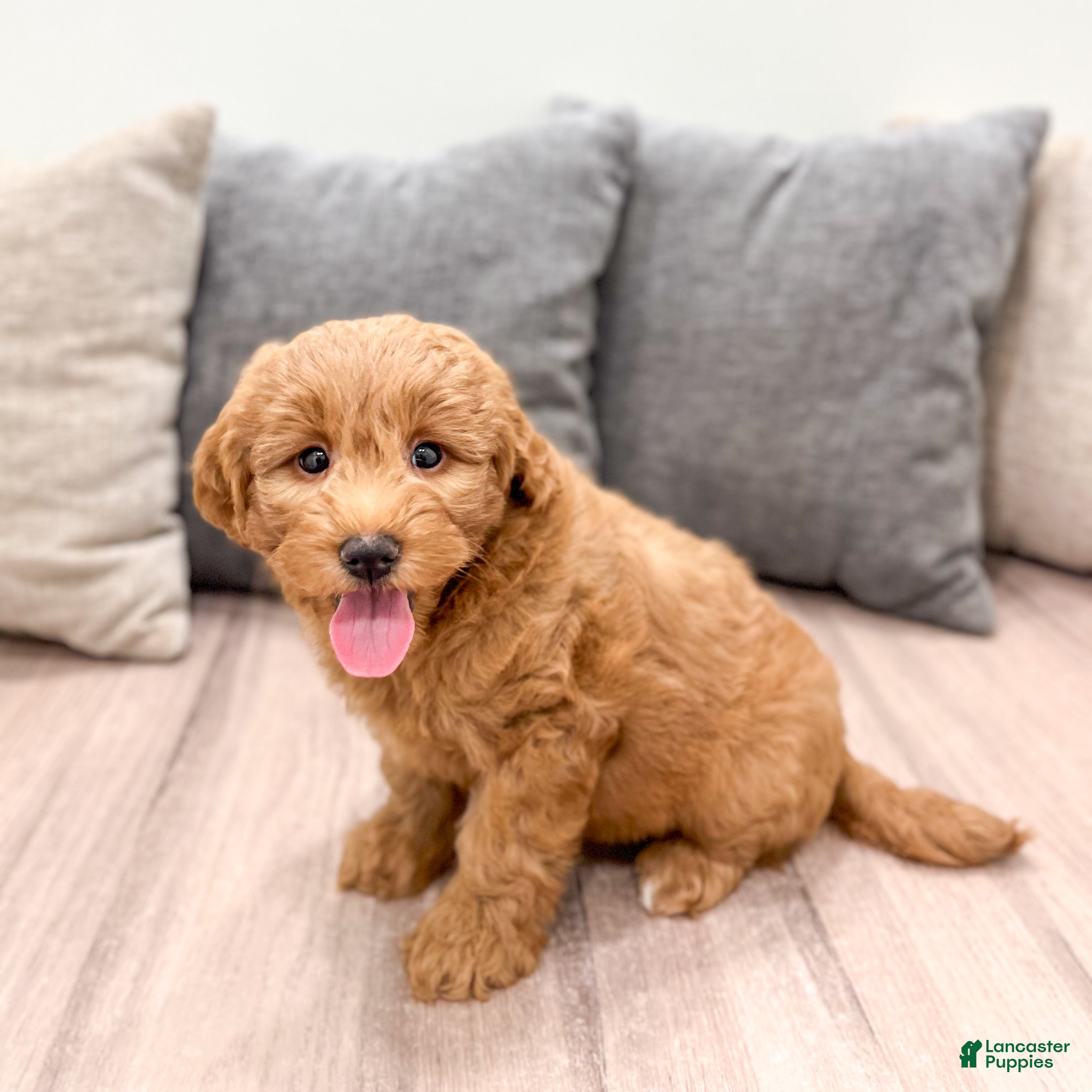 Mini Goldendoodle dogs Bella - Ad 1