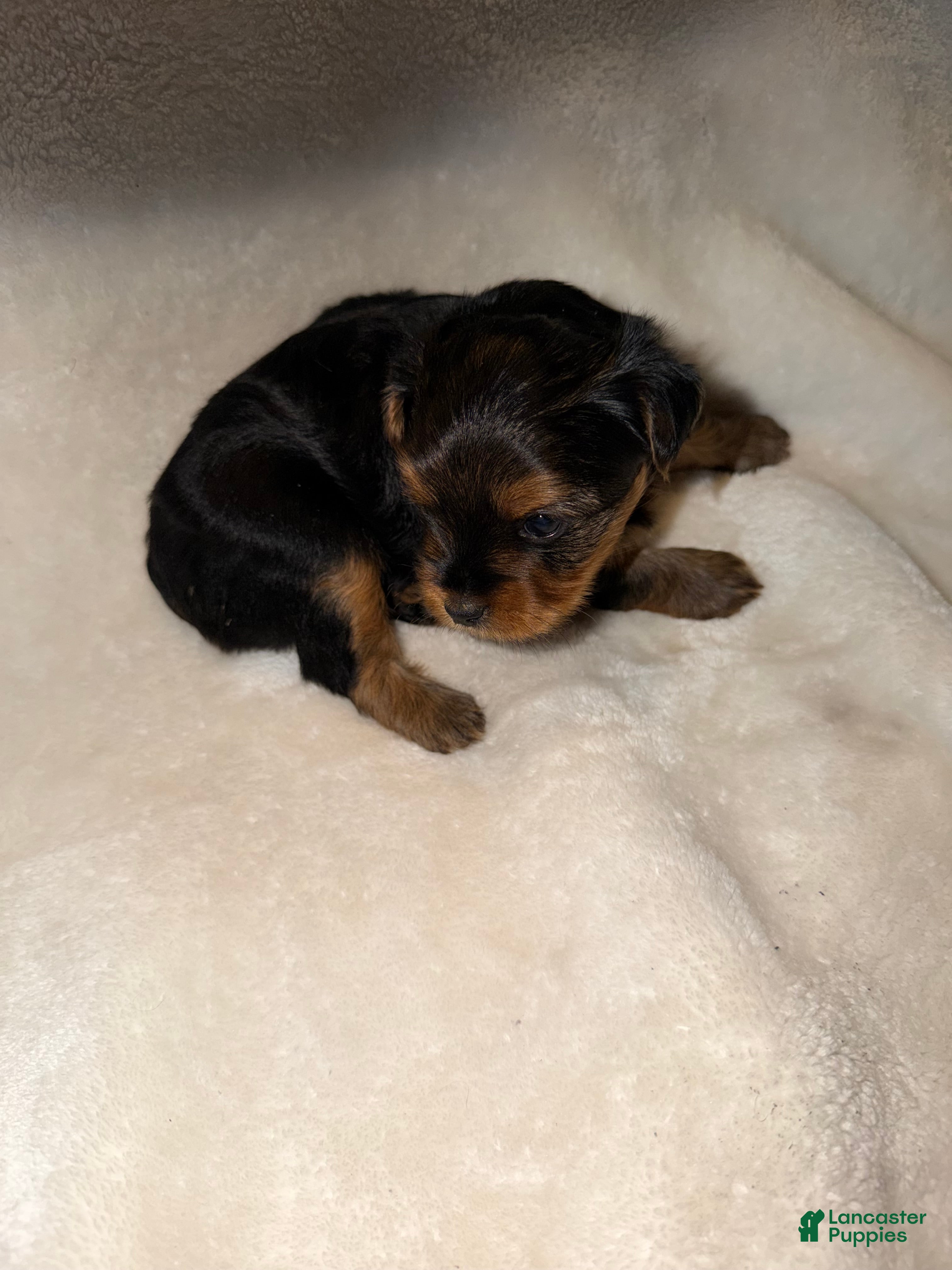 Yorkshire Terrier dogs Yorkshire Terrier Puppy 1 - Ad 2