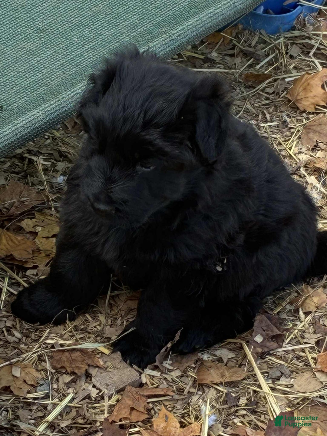 German Shepherd dogs for sale: German Shepherd Puppy 1 - Ad 4