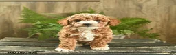Miniature Poodle dogs for sale: Nugget  - Ad 2