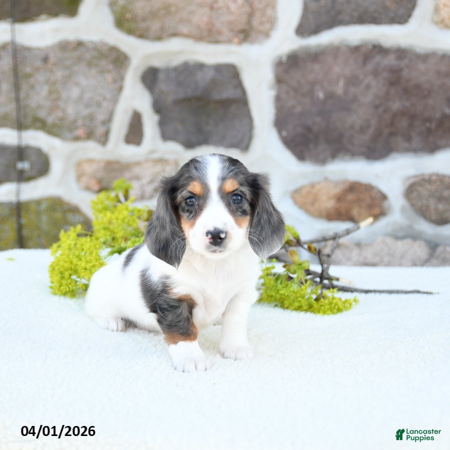 Miniature Dachshund dogs Bloom - Ad 2