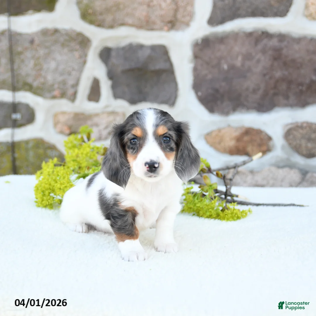 Miniature Dachshund dogs for sale: Bloom - Ad 2
