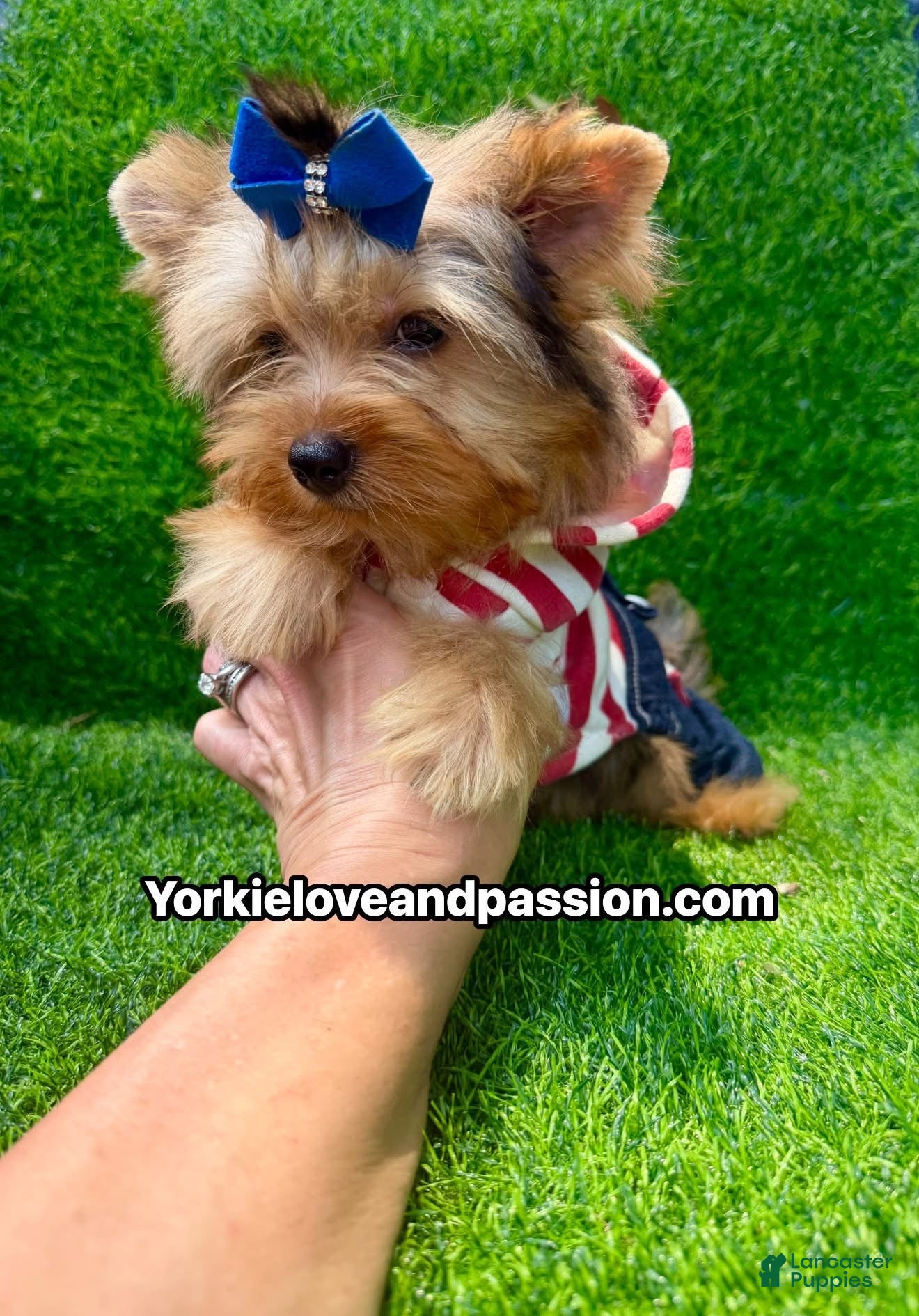 Yorkshire Terrier dogs Blue Merle male  - Ad 12