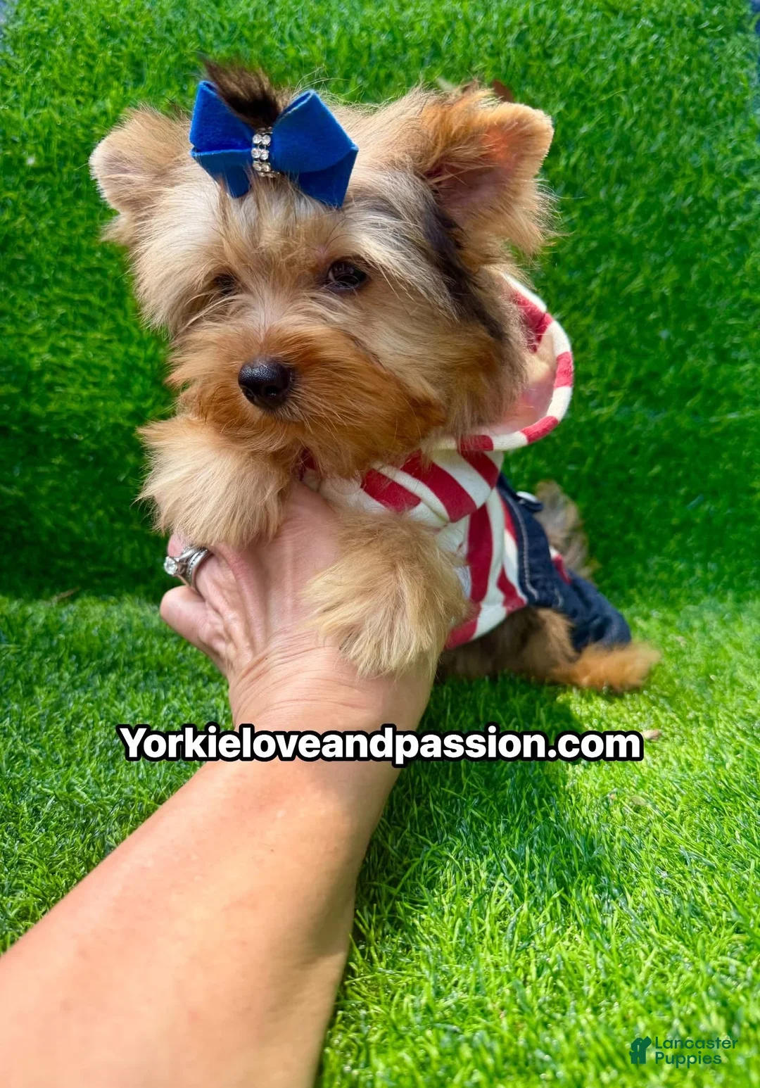Yorkshire Terrier dogs for sale: Blue Merle male  - Ad 1