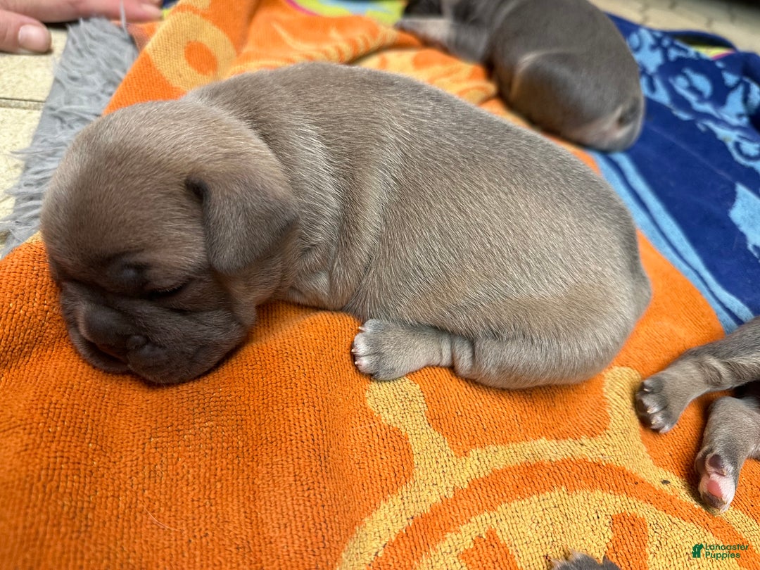 French Bulldog dogs for sale: Georgio - Ad 8