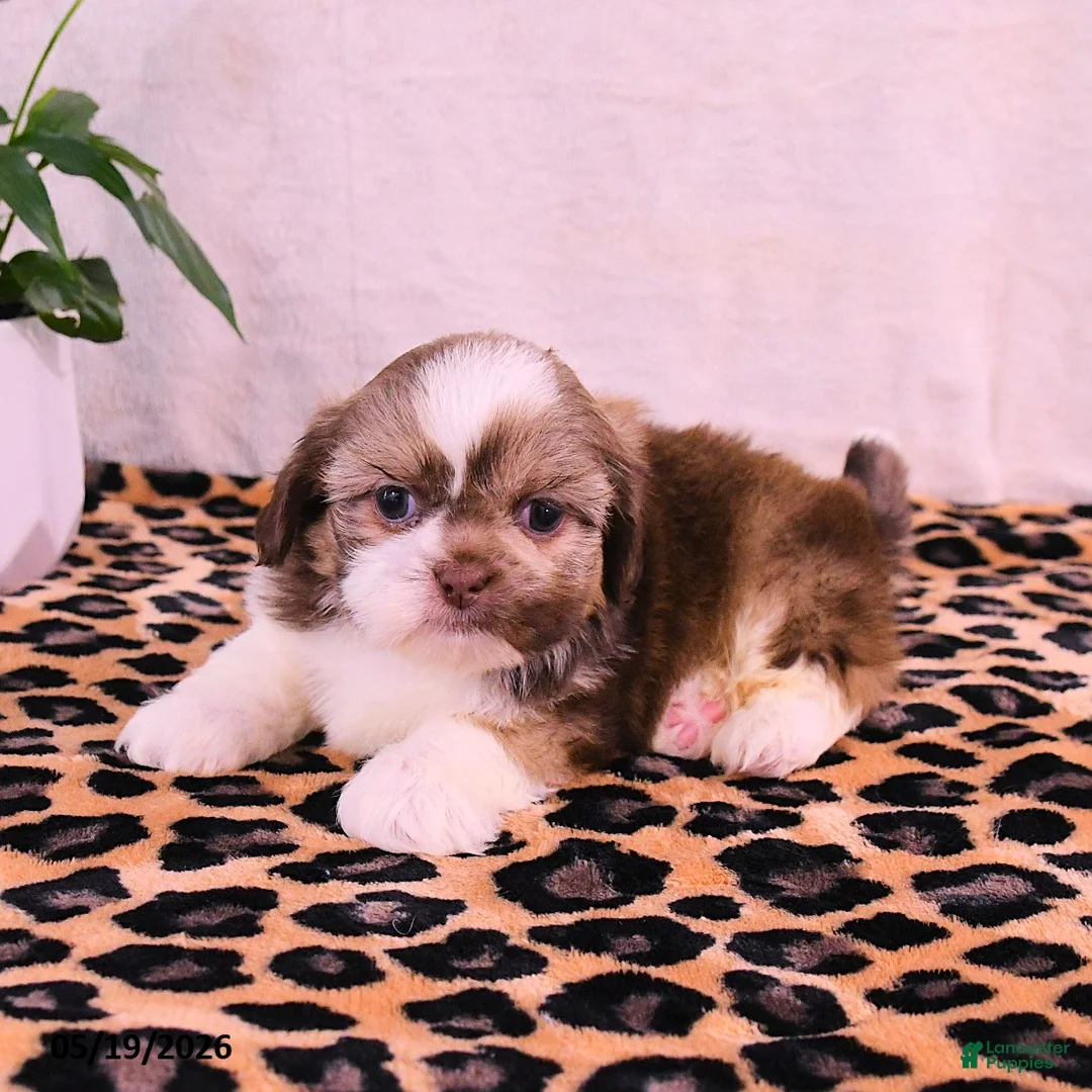 Shih Tzu dogs for sale: Steven - Ad 2