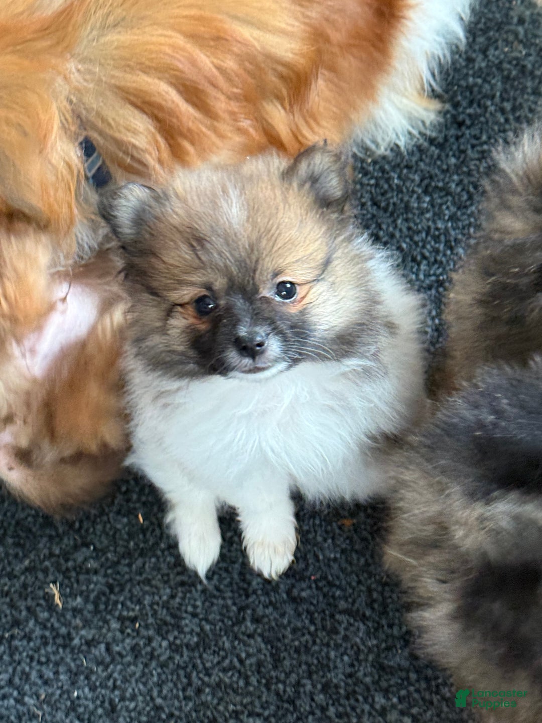 Pomeranian dogs for sale: Rosey - Ad 3
