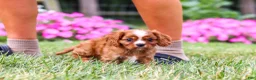 Cavalier King Charles Spaniel dogs for sale: Ollie - Ad 6