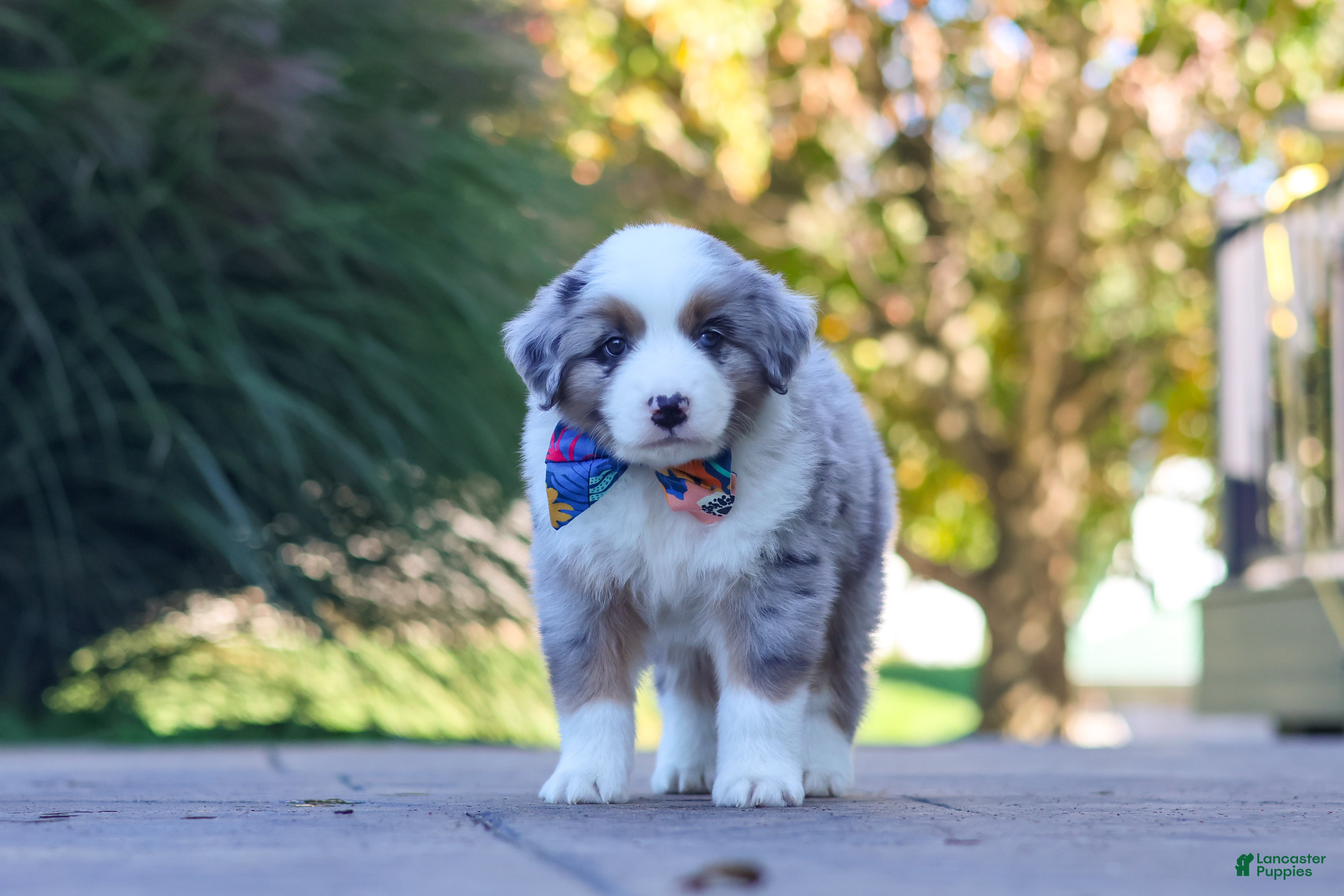 Miniature Australian Shepherd dogs for sale: Ruckus - Ad 2