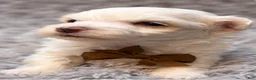 Maltese dogs for sale: Horatio  - Ad 2