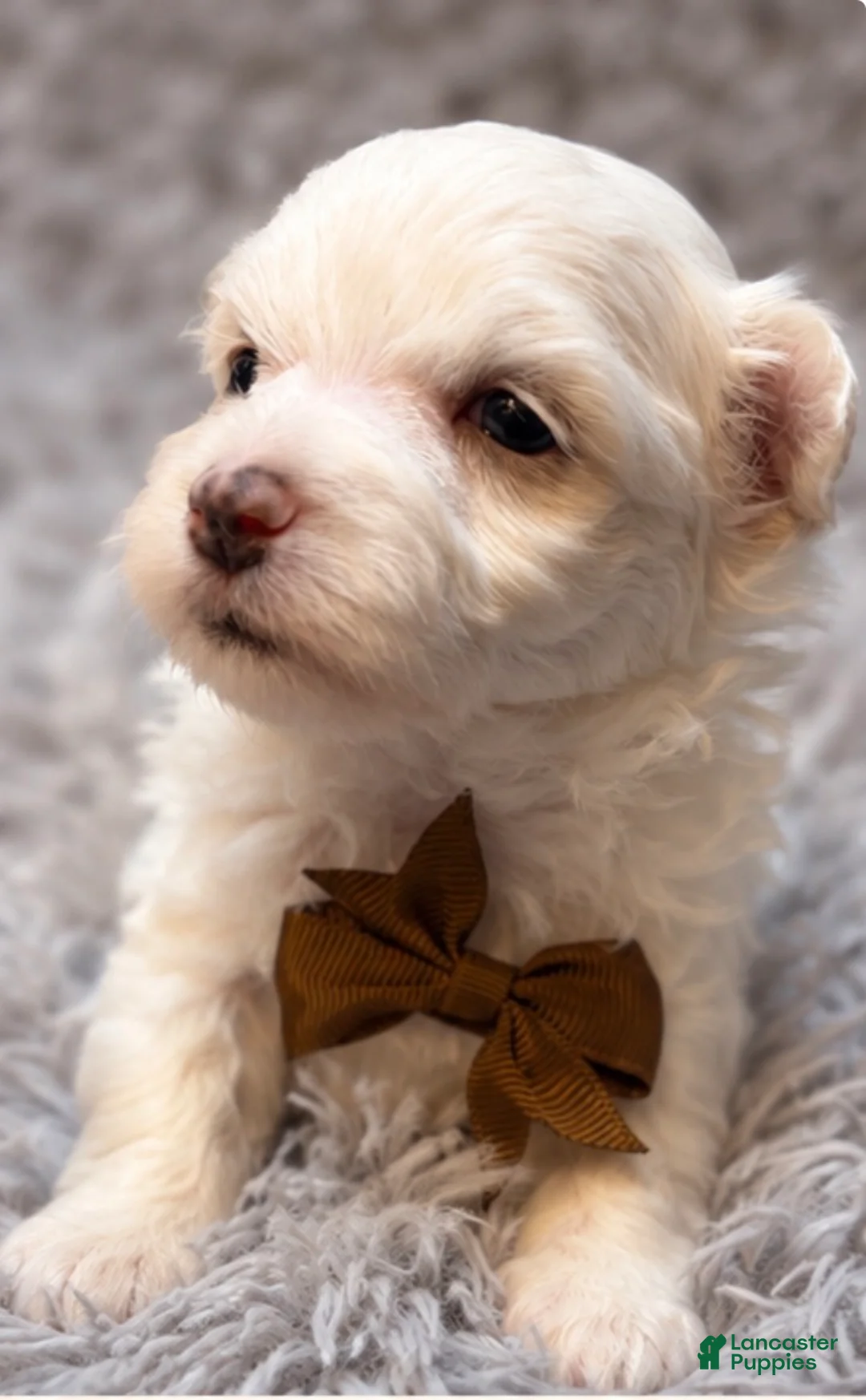 Maltese dogs for sale: Horatio  - Ad 2