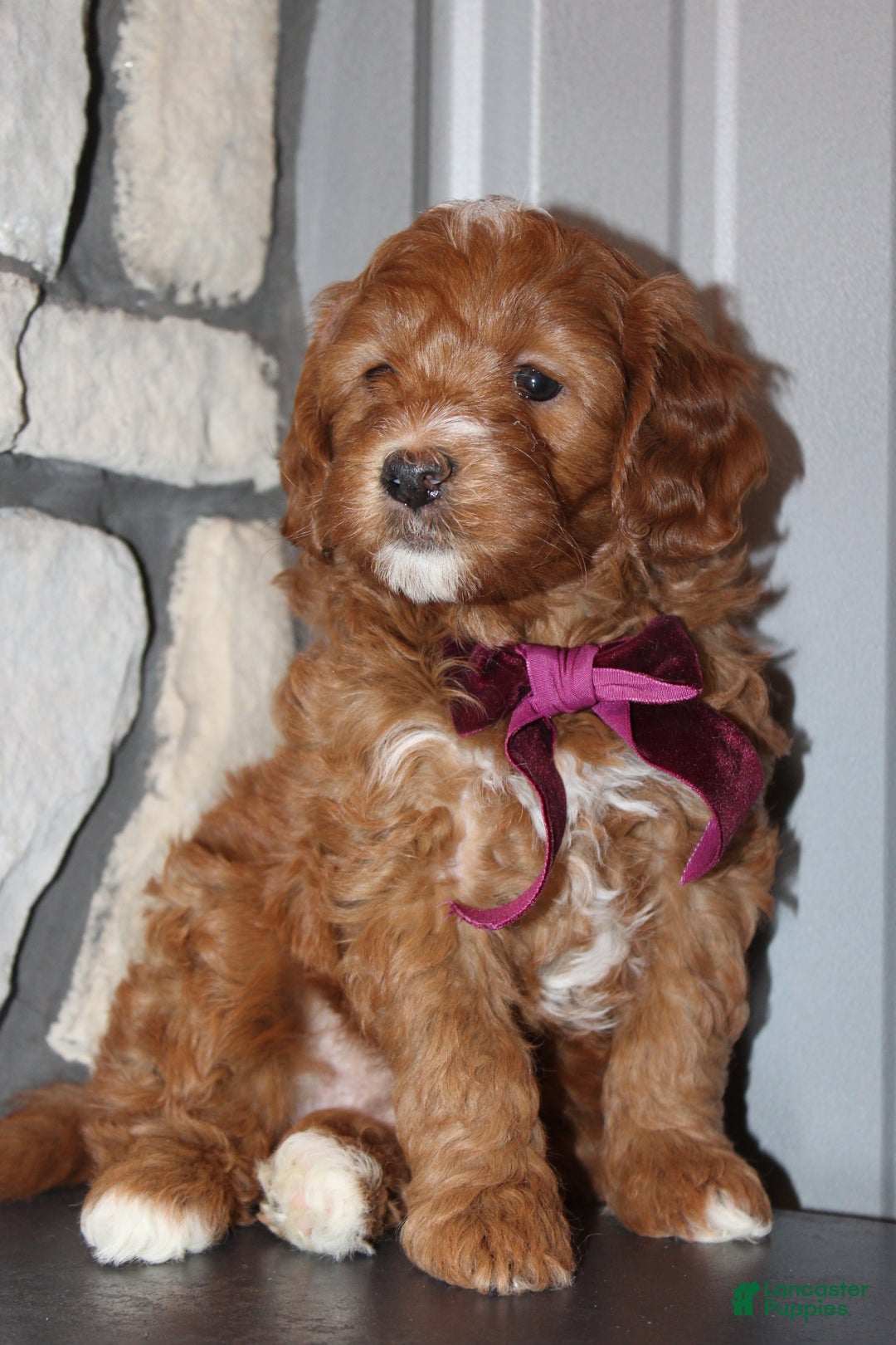 Mini Goldendoodle dogs for sale: Willow-Mini - Ad 13