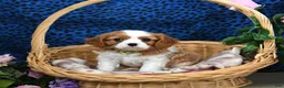 Cavalier King Charles Spaniel dogs for sale: Kujo - Ad 1