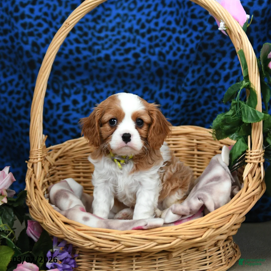 Cavalier King Charles Spaniel dogs for sale: Kujo - Ad 1