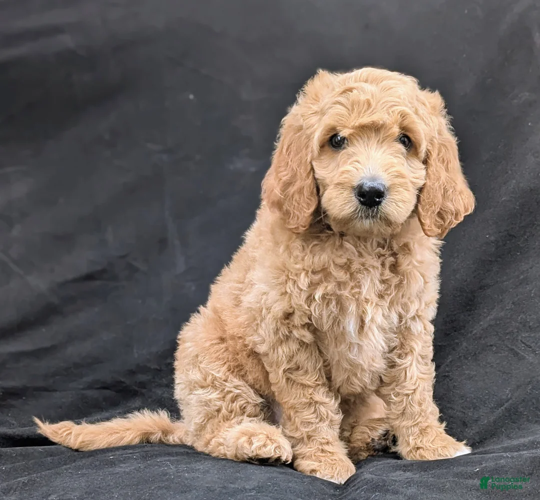 Goldendoodle dogs for sale: Daisy  - Ad 1