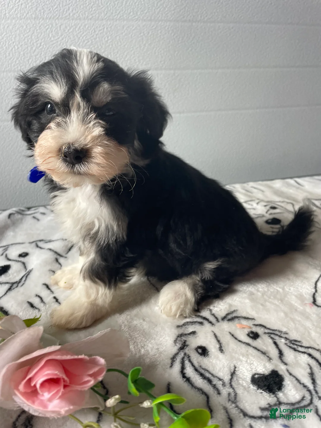 Havanese dogs for sale: Sparky - Ad 1