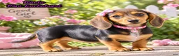 Miniature Dachshund dogs for sale: Marla - Ad 1