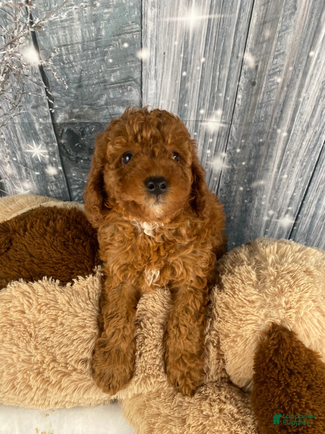 Miniature Poodle dogs for sale: Apollo - Ad 7