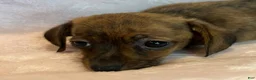 Chiweenie dogs for sale: Red brindle  - Ad 8