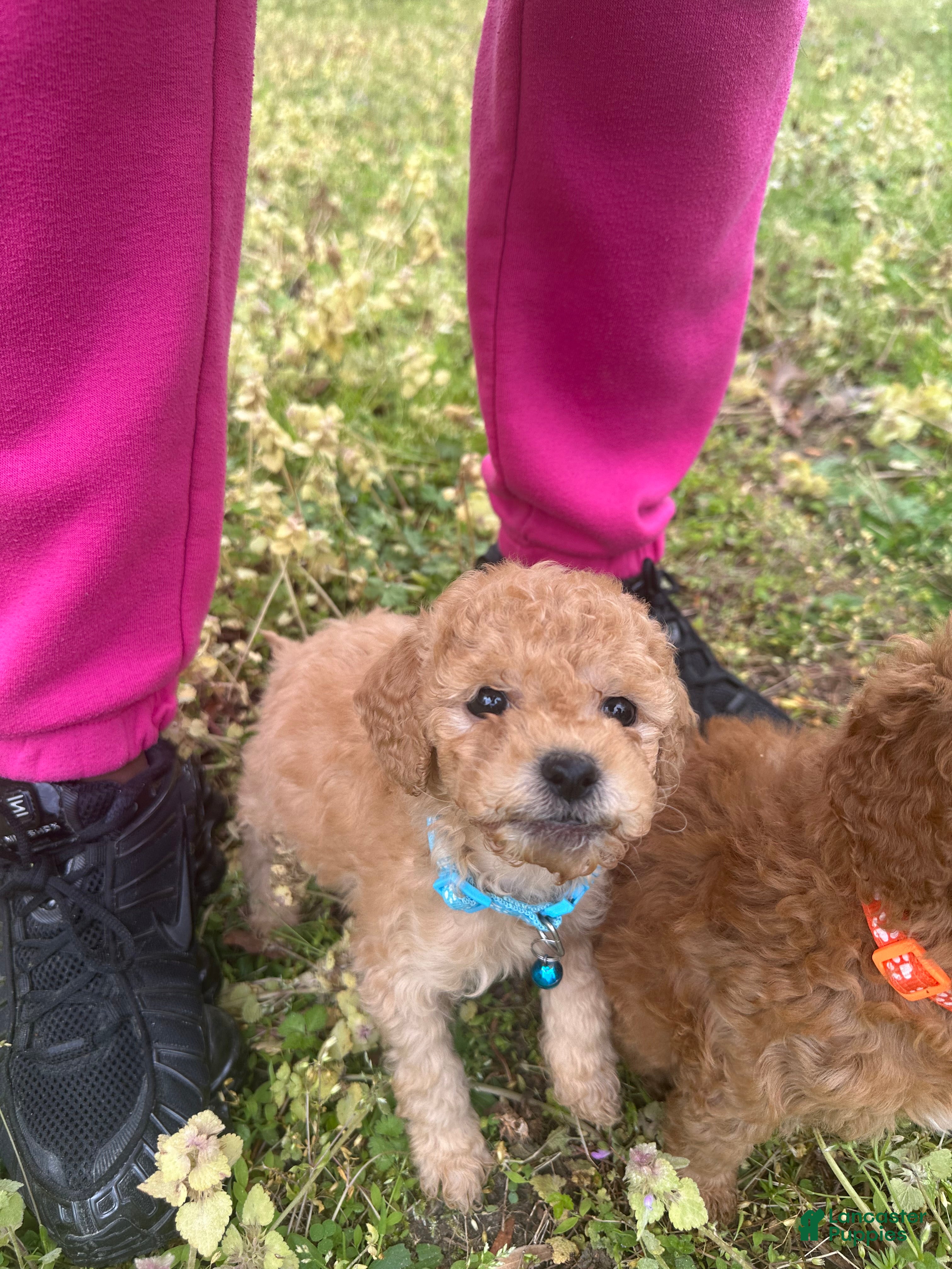 Miniature Poodle dogs Miniature Poodle Puppy 2 - Ad 42