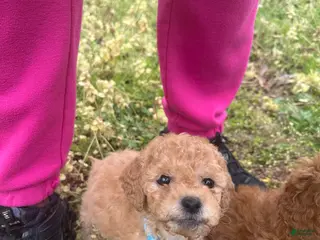 Miniature Poodle dogs Miniature Poodle Puppy 2 - Ad 42