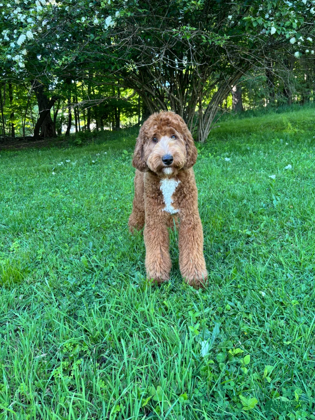 Mini Goldendoodle dogs for stud: Ford for Stud Service - Ad 7