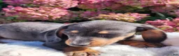 Miniature Dachshund dogs for sale: Truffle  - Ad 3