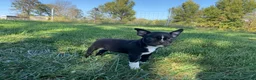 Boston Terrier dogs for sale: Ben - Ad 1